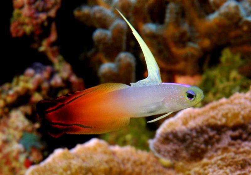 ildhale-finne1 (Medium).jpg