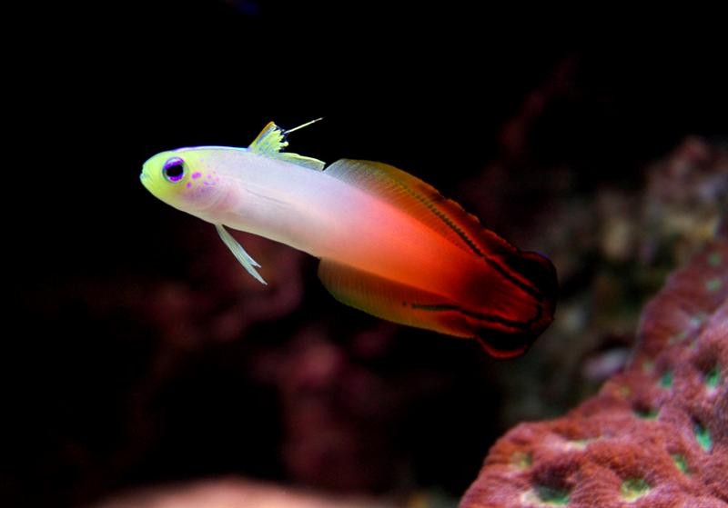 ildhale-finne (Medium).jpg