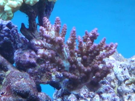 så lige min total fede acropora.JPG