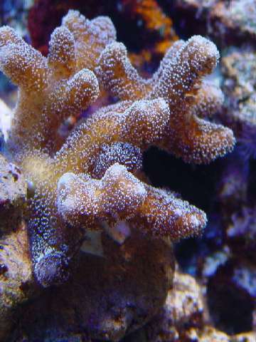 seriatopora sp4.jpg
