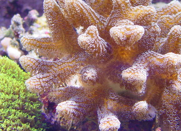 seriatopora sp4..jpg