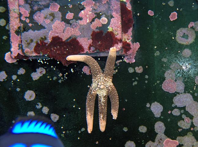 Det er primært den øverste højre arm der mangler en del af, men det er lidt svært at se fra denne vinkel