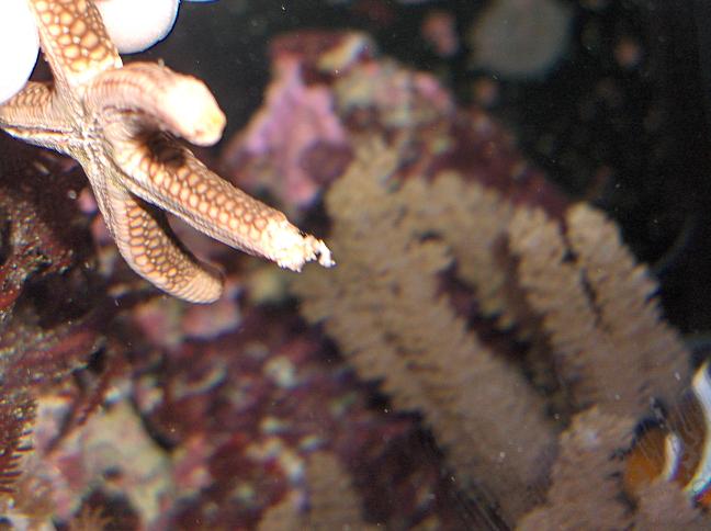 Her kan man se hvordan armen "flosser"