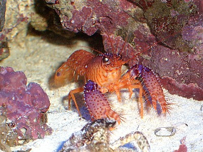 Flot men lidt sky :-)