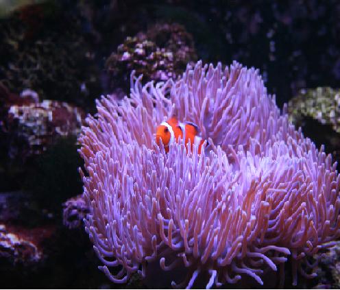 anemone