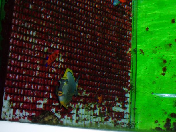 Naso og dværgkejser.JPG