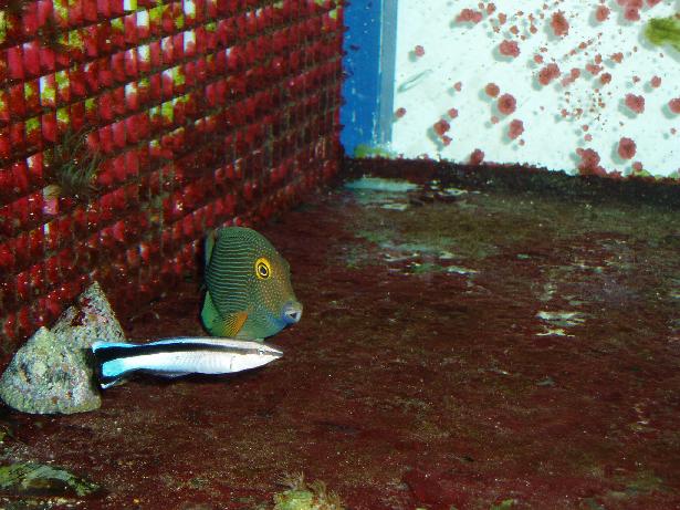 Kirug og pudse fisk.JPG