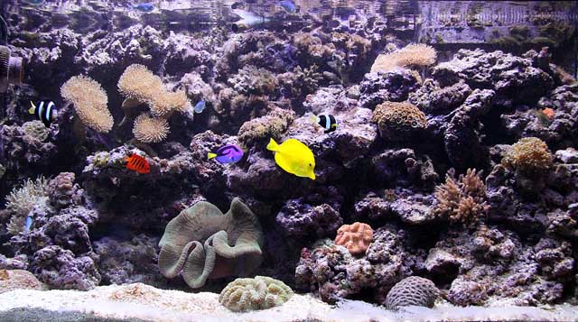 500L reef.JPG