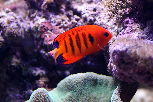 Centropyge Loricula.jpg