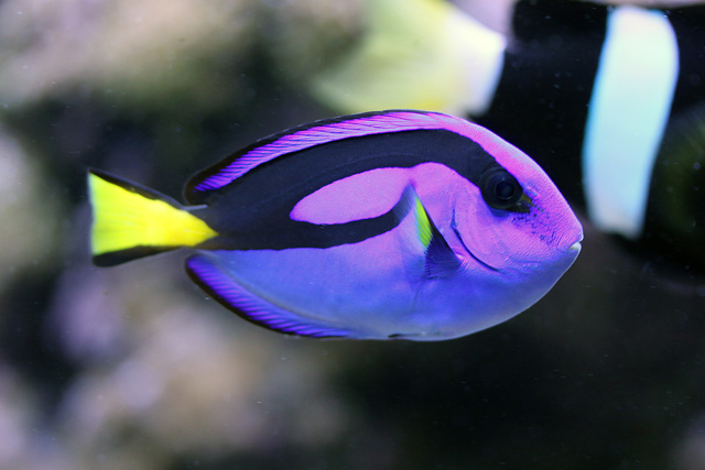 Paracanthurus hepatus.jpg