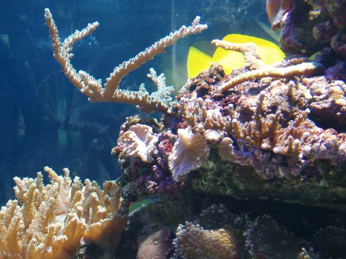 Et par Acropora sp., som har fået gang i væksten igen.