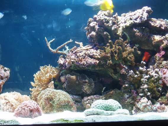 Til venstre for den orange Centropyge loriculus ses resterne af en stor Acropora. Kun et lille fragment fra overlevede. Under fisken ses den 1/5 fa en Hydnophora, som overlevede.