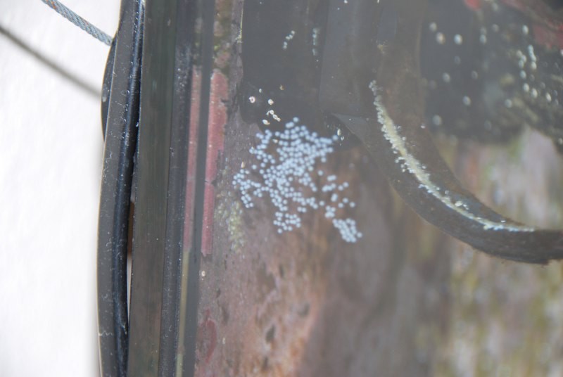 DSC_0020_800x536.JPG