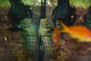 DSC_0028_320x214.JPG