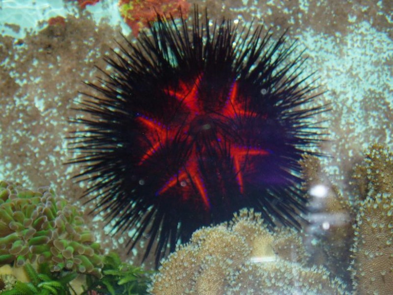 Den kommer nok snart på auktion her på saltvands forum'et, da den desværre er ved at være for stor til mit akvarie.