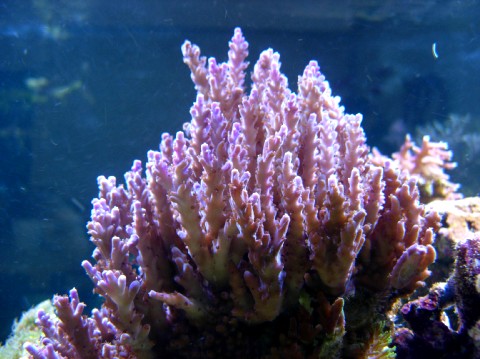 Acropora, ca 20 cm bred