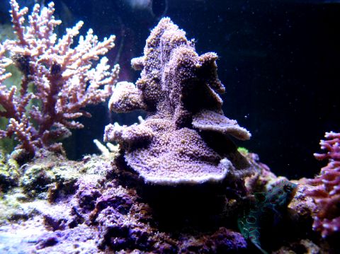 Montipora
