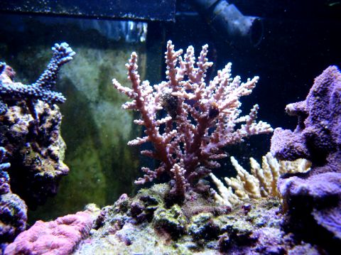 Acropora med hvide spidser