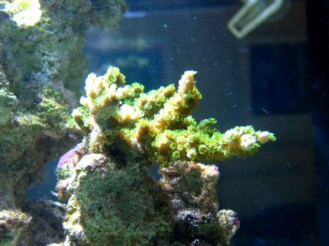 green slimer acropora