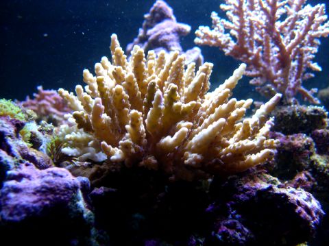 acropora der desværre har mistet farven, er dog ved at komme sig igen. havde blå spidser overalt da jeg fik den