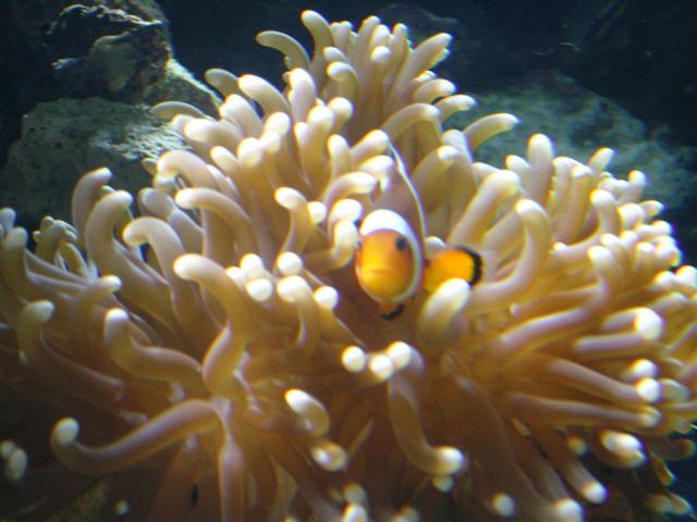 anemone.JPG