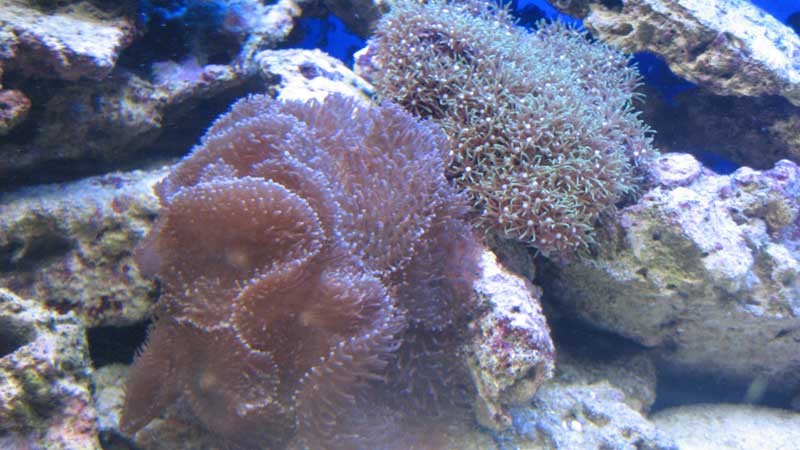 koral1.jpg (55.42 KiB) Vist 1321 gange Disse 2 står godt.