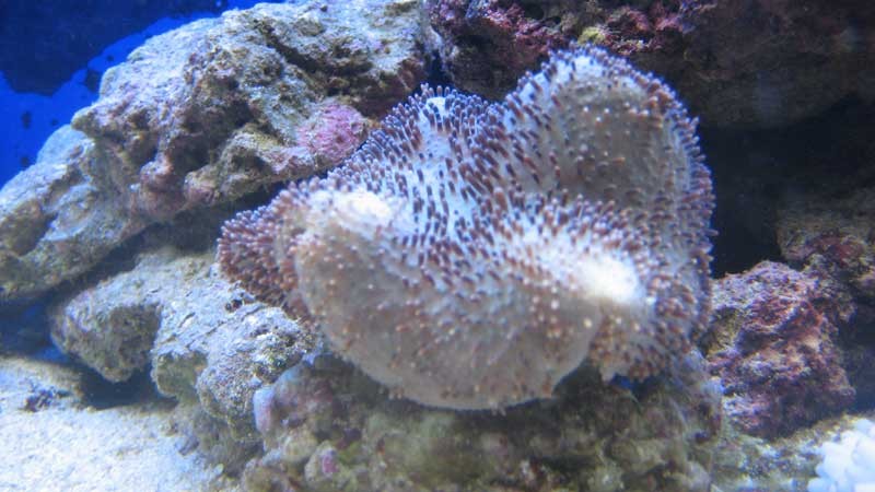 koral2.jpg (49.56 KiB) Vist 1320 gange Den ene der ikke vil noget, dog er den her lidt på vej ud.