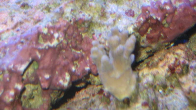 koral3.jpg (31.86 KiB) Vist 1320 gange Den anden der har foldet sig sammen