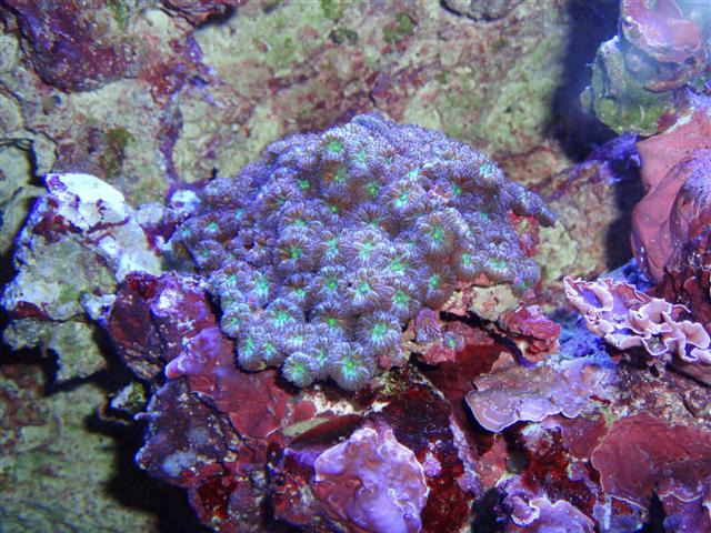 Blastomussa merleti (Small).JPG