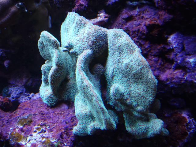Pavona decussata (Small).JPG
