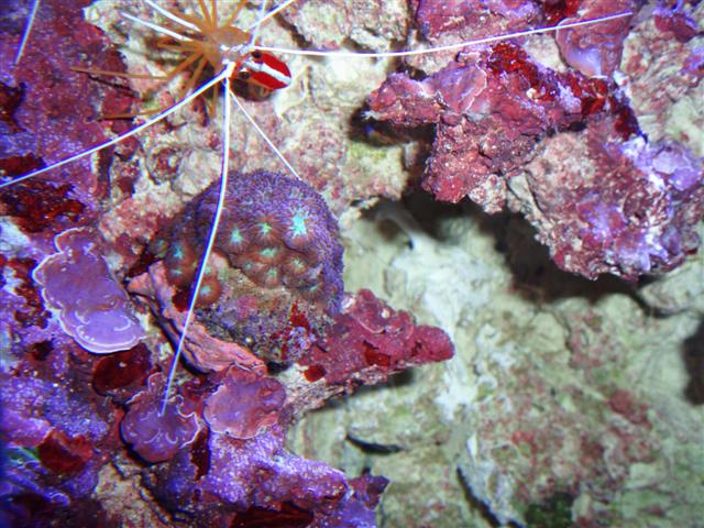 Blastomussa merleti2 (Small).JPG
