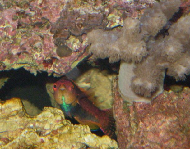 091 [DVD (NTSC)].JPG