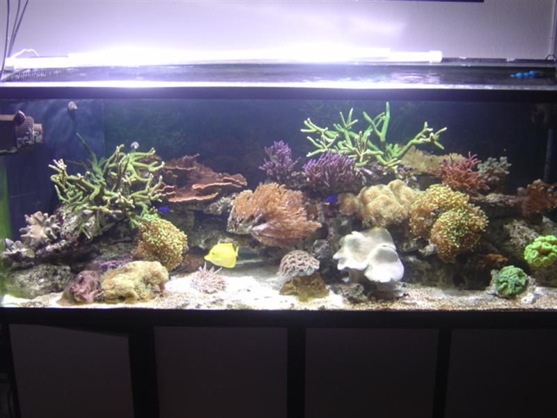 Saltvandsbilleder 001 (Medium).jpg