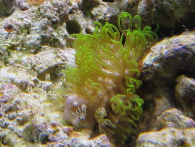 Clavularia viridis