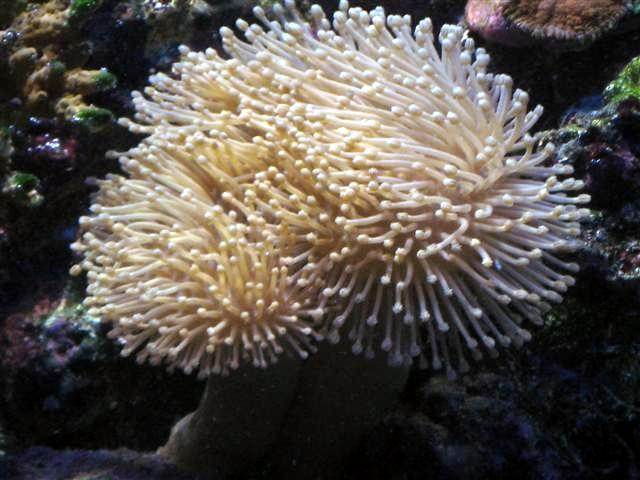 Sarcophyton