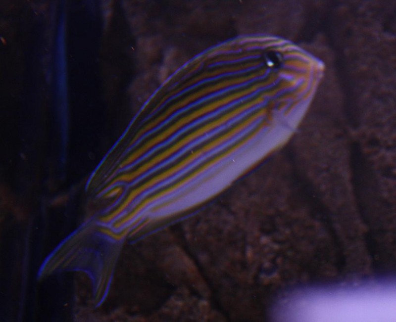 Billede 063.jpg