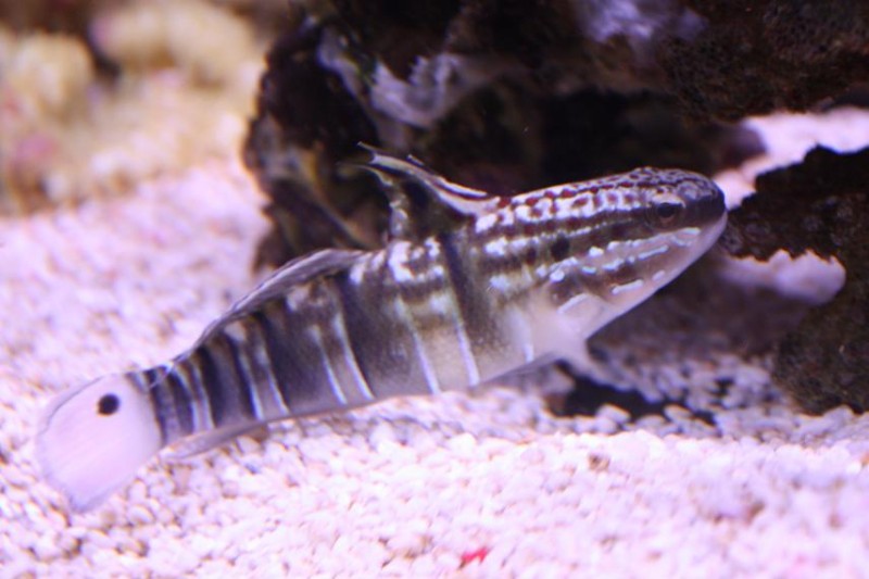 Billede 058.jpg