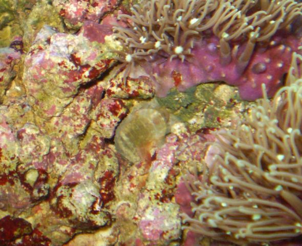 063 [DVD (NTSC)].JPG