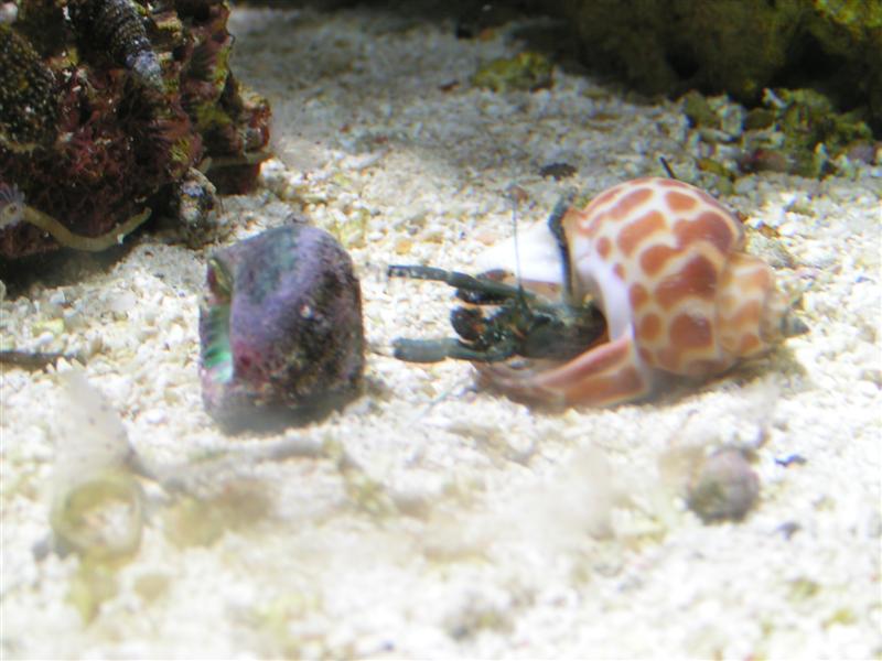 *Svup* ind i det nye hus