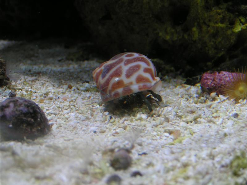 Sorte-krebs i sit nye hus