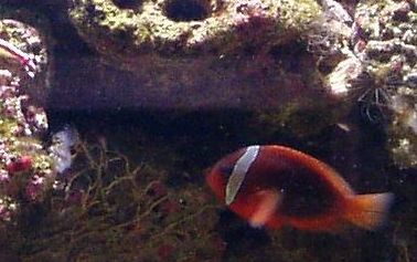 billedet er lidt gammelt men det går nok... :D