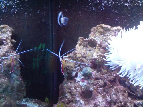 Et gammel billede med alle sine føler