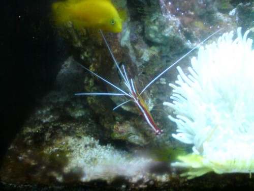 Her et nyt billede af rejen med 2 føler som er halt så lange.