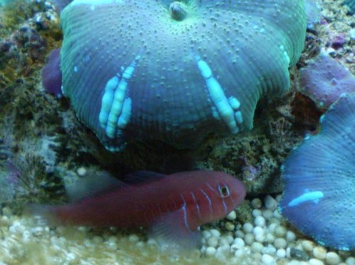 043 (2) [DVD (NTSC)] [DVD (NTSC)].JPG