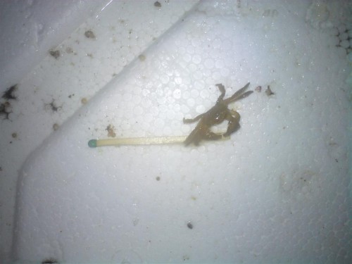 Her er den så i størrelseforhold med en tændstikke