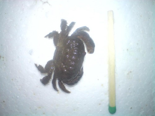 DSC00473 (Large).JPG