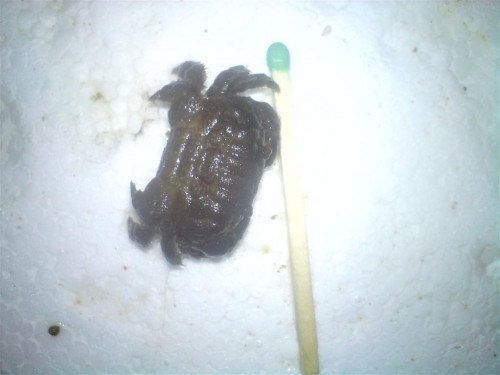 DSC00474 (Large).JPG