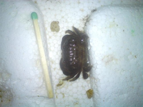 Her er den så. den er sku grim