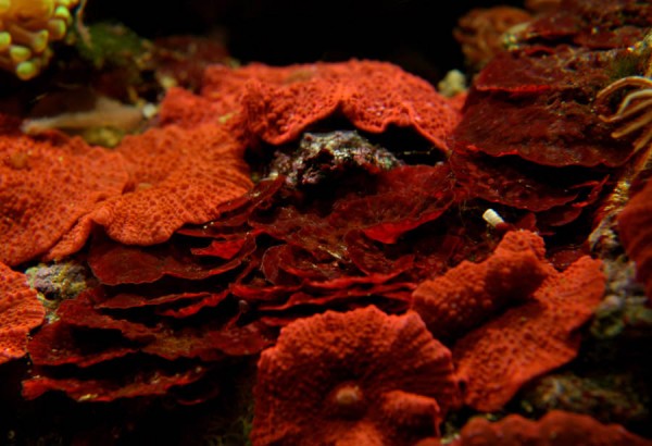 kalkalge fra min balje