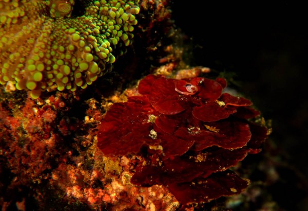 kalkalge fra min balje